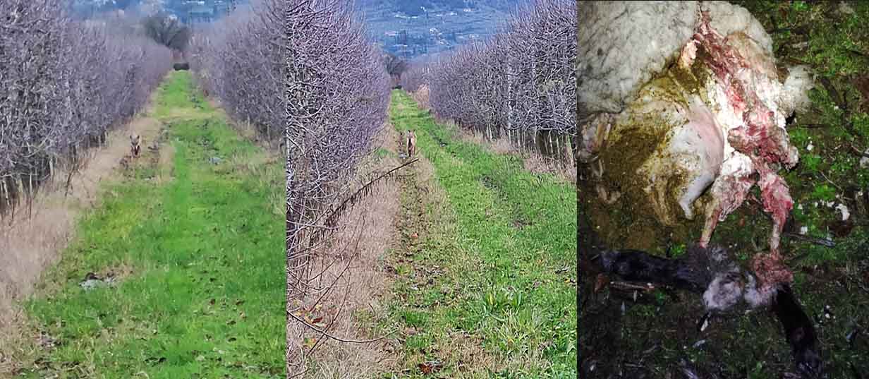Pieve al Toppo due lupi sbranano una pecora e feriscono un cavallo