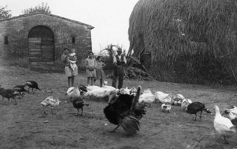 L’aia dei ricordi: tra paglia, conti a occhio e primi turbamenti