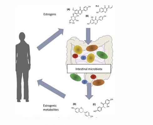 Gli estrogeni e l’intestino