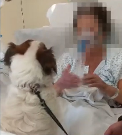 Porte aperte al San Donato per un cagnolino che ha dato supporto alla padrona ricoverata