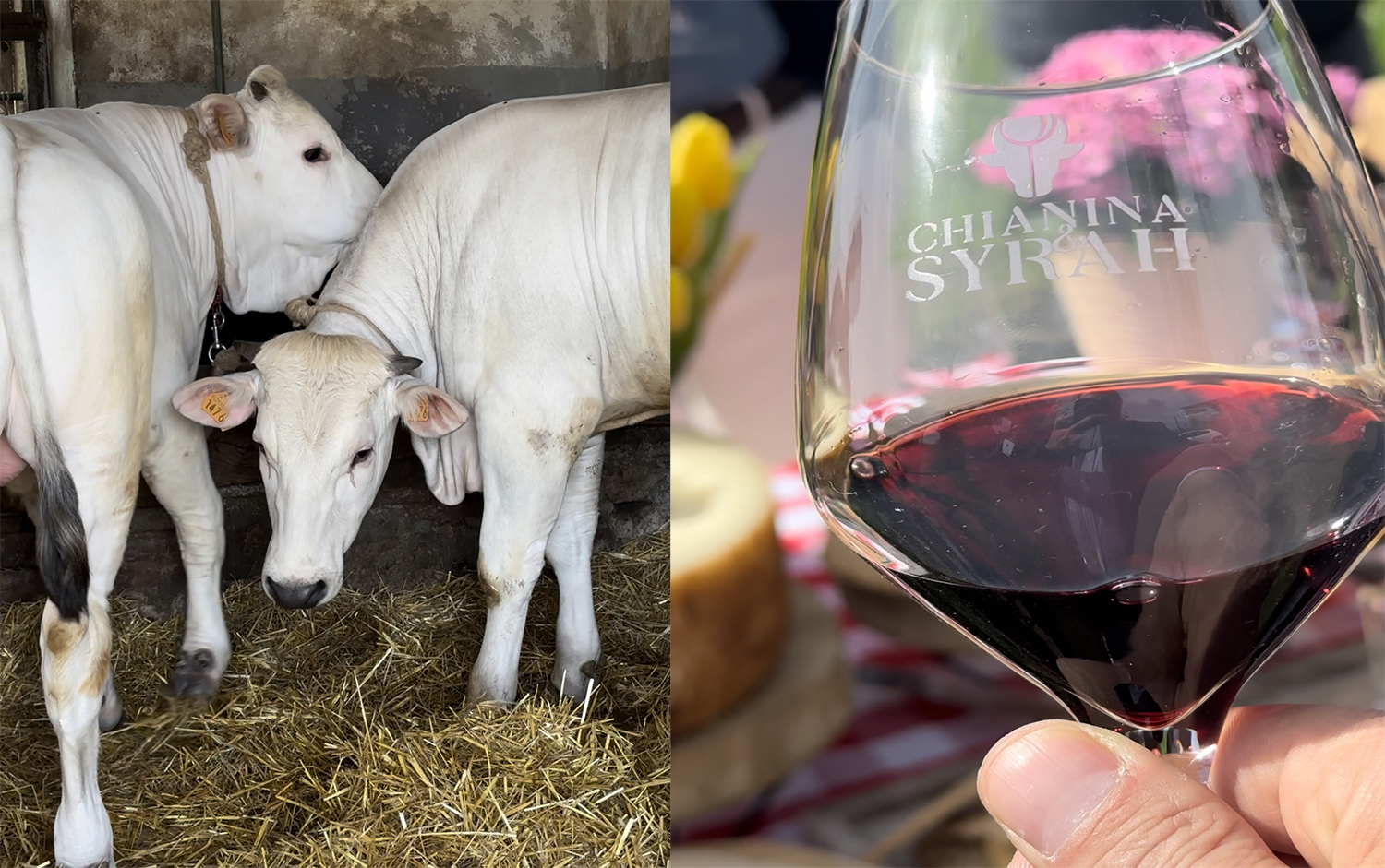 Chianina Syrah