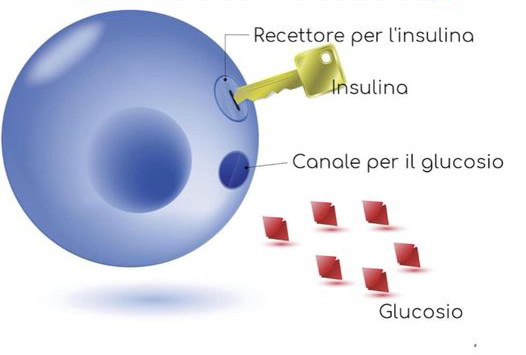 Conoscere l’insulina l’ormone del dopo pasto. Insulino resistenza