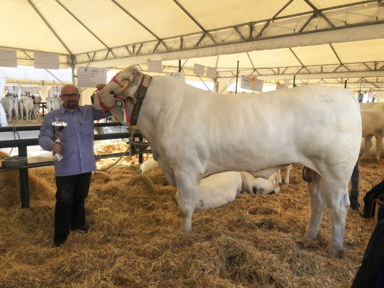 XXXVI Mostra Nazionale Bovini di Razza Chianina: primo premio di categoria per il campione italiano Maverick