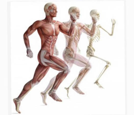 Il corpo, la memoria, le proteine