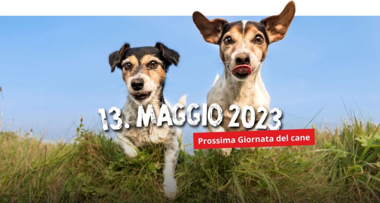 Oggi a cani gattì