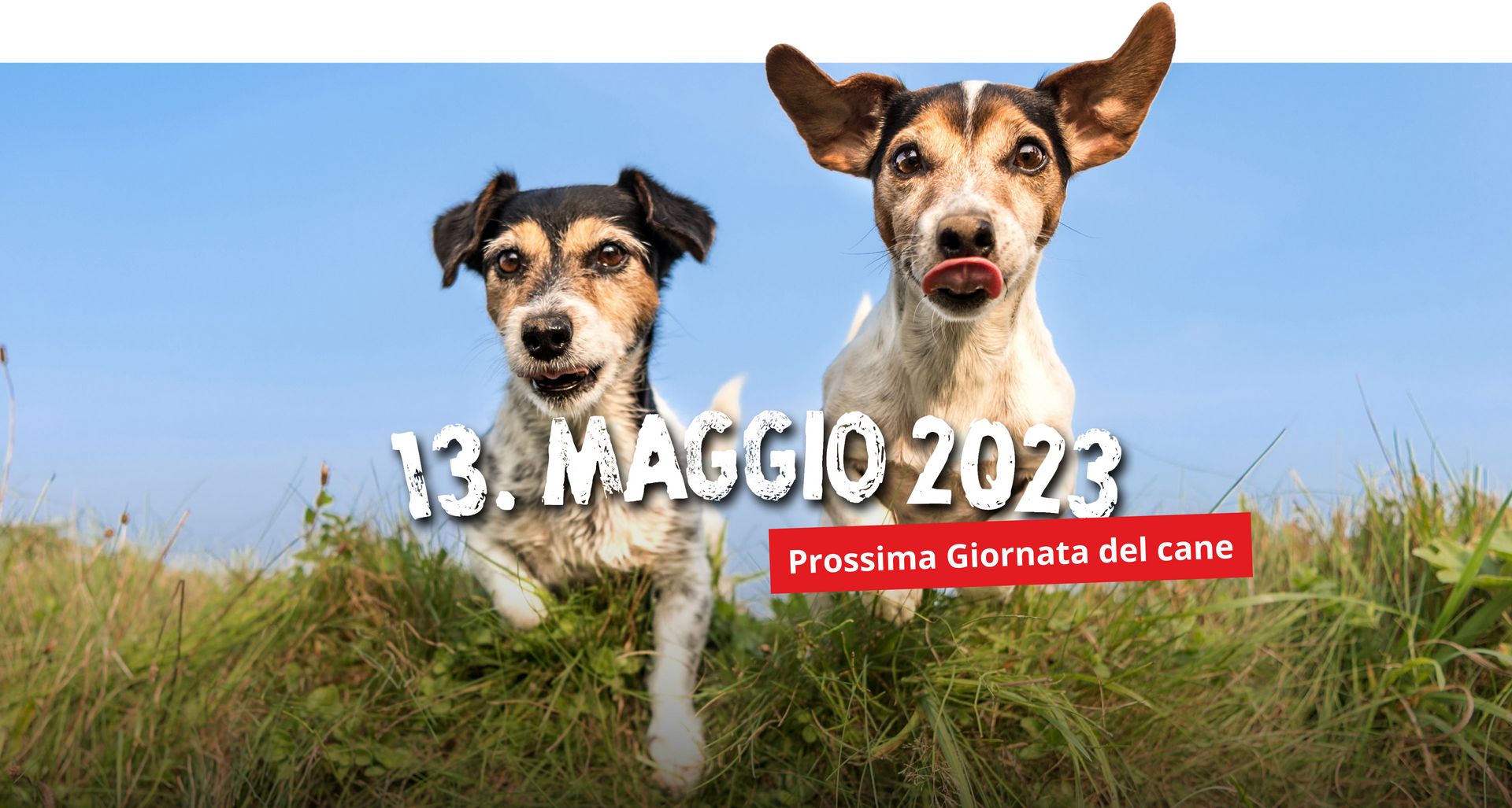 Giornata del cane