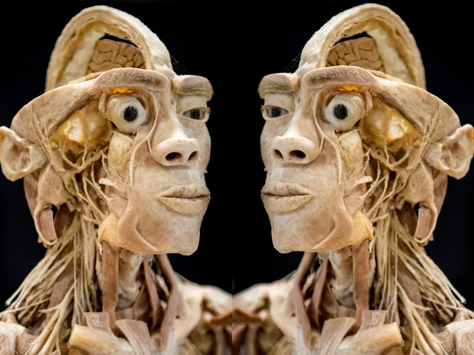 Real Human Bodies 1