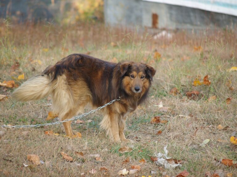 Rischio incendi, vietato tenere cani alla catena: ordinanza del presidente della Regione