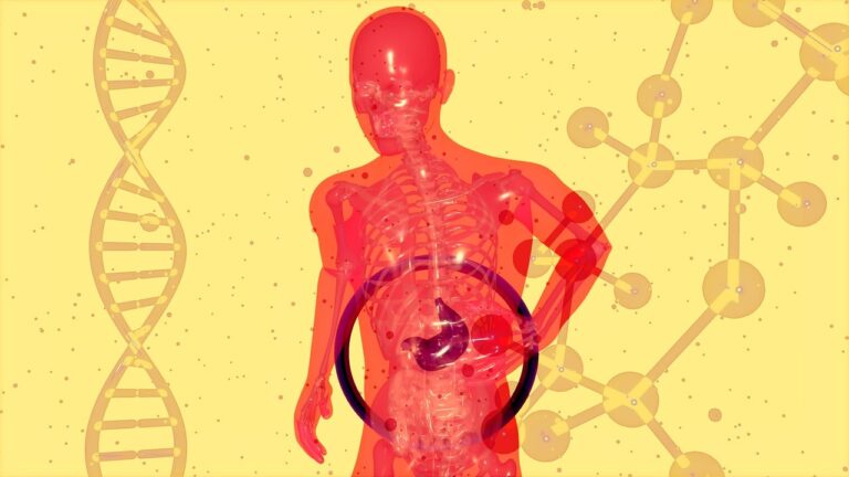 Microbiota e massa magra muscolare.