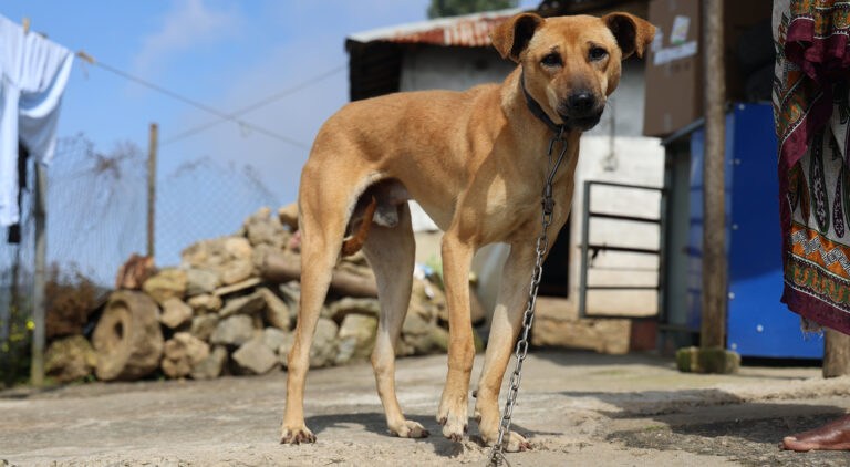 In Toscana non ci saranno mai più cani tenuti legati alla catena