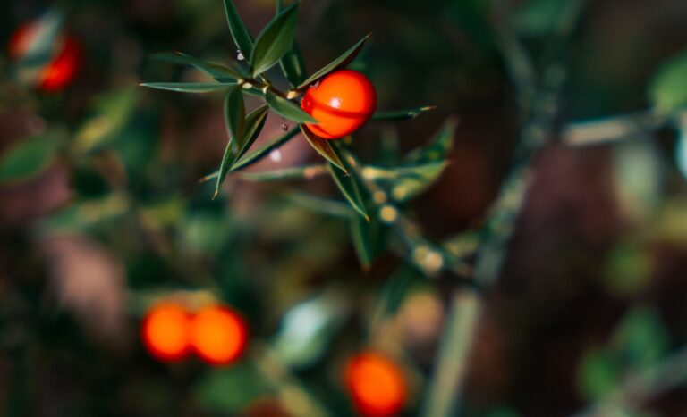 Natale e natura (video)