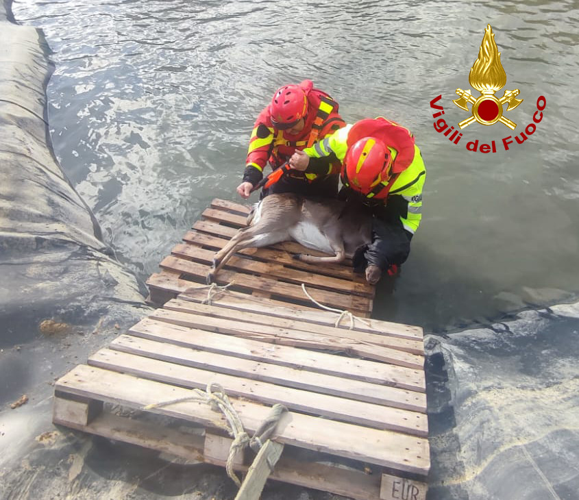 Soccorso a daino