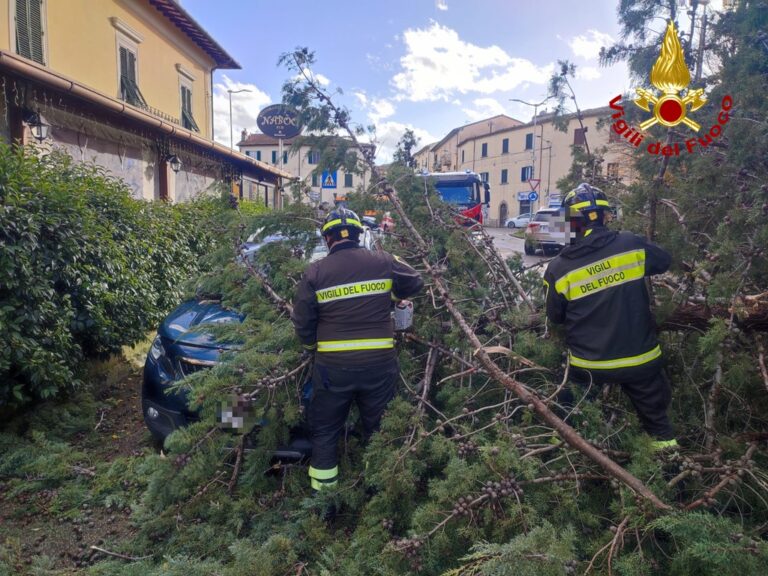 Arezzo: cade pianta su auto, conducente intrappolato liberato dai  Vigili del fuoco