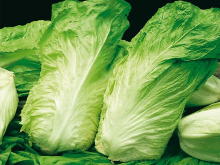 Oggi radicchio “pan di zucchero”