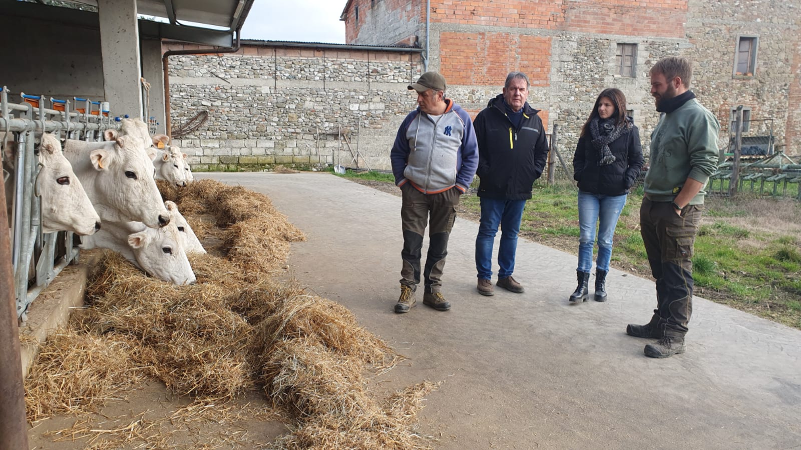 Chianina (2)