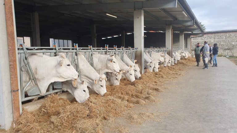 Dalla protesta alla proposta: stalle piene e crolla la richiesta di Chianina in provincia di Arezzo