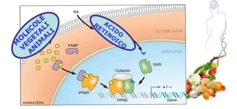 La genomica nutrizionale, come le molecole agiscono sul DNA