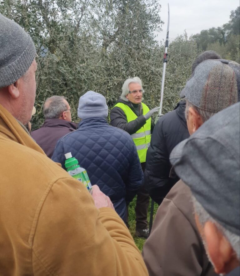 Confagricoltura Arezzo: tornano i corsi di potatura degli olivi: la ricetta per evitare l’abbandono