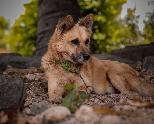 Cane alla catena