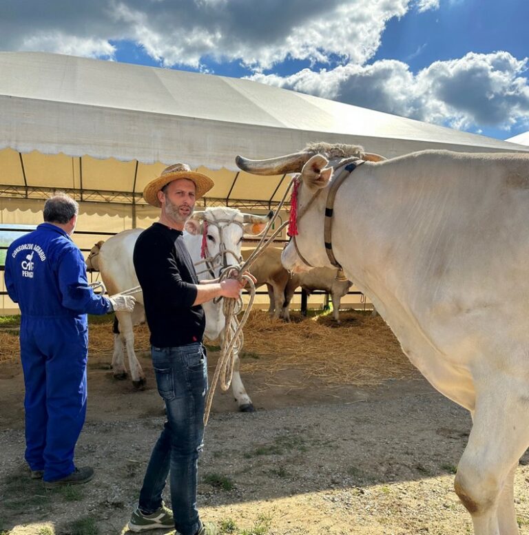 Cortona, ecco la 69esima edizione della mostra dei bovini di razza Chianina