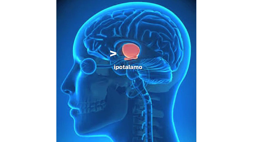 Ipotalamo
