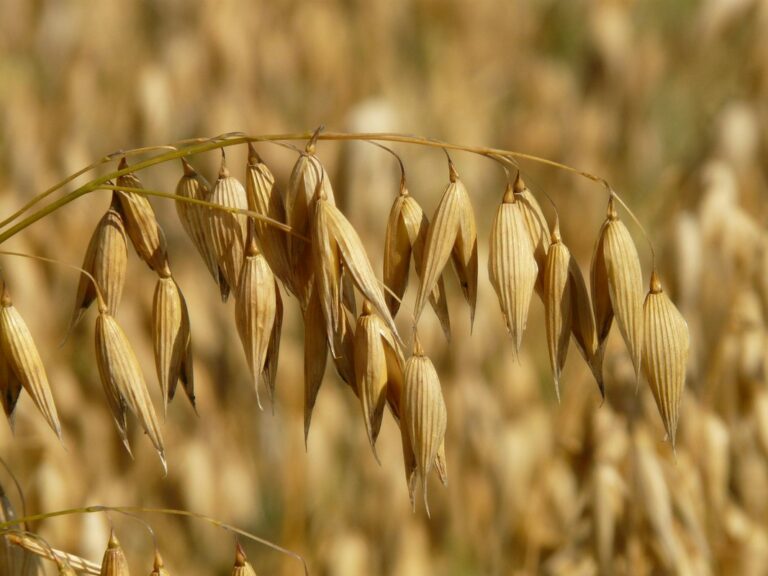 Campi di avena, cereale salutare