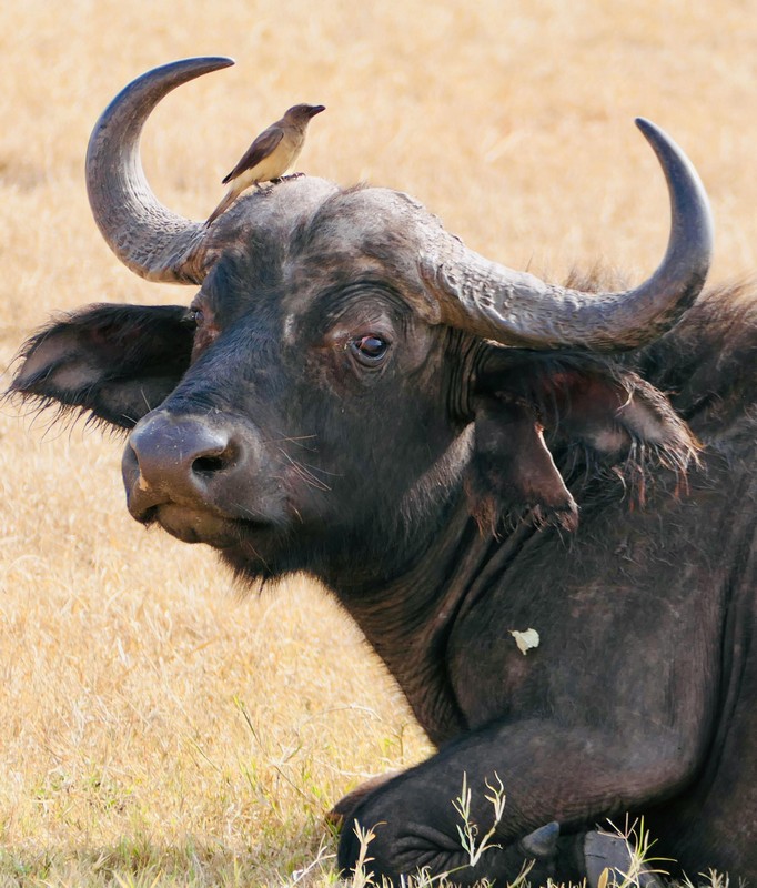 Bufala
