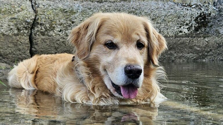Come proteggere gli animali dal caldo ed evitare colpi di calore: i consigli dell’Asl Tse