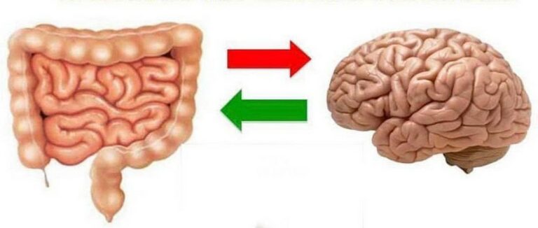 Il dialogo tra cervello e intestino