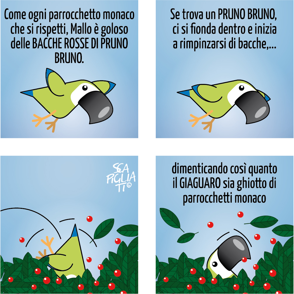 Il parrocchetto