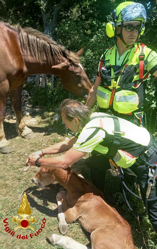 Vigili del Fuoco salvano un puledro caduto in un fossato a Sestino