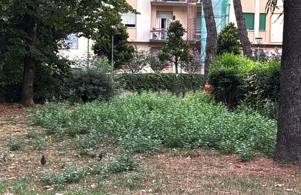 Degrado al giardinetto tra via Della Gatta e via Lorenzetti: vegetazione fuori controllo
