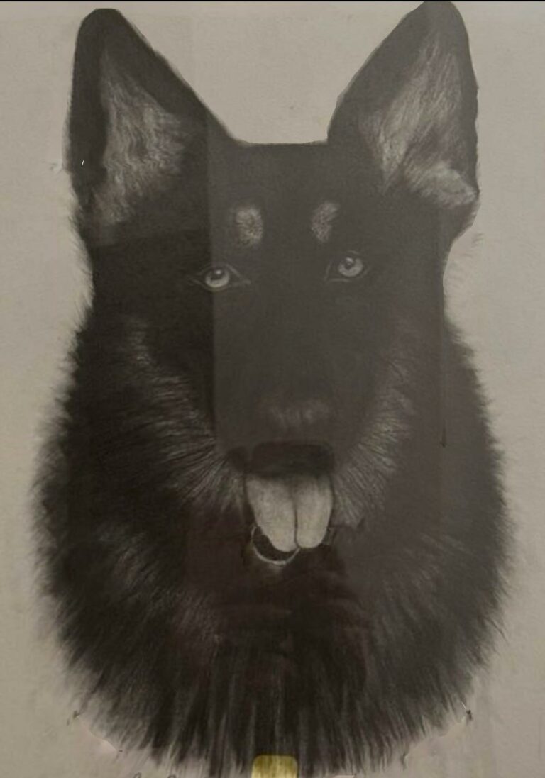 Perchè amare un cane