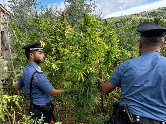 Scoperta coltivazione di cannabis a Castiglion Fiorentino: arrestato 46enne