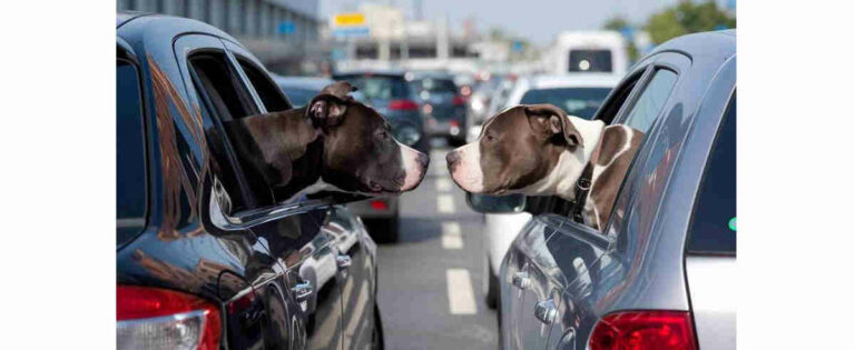 Roma / Amor