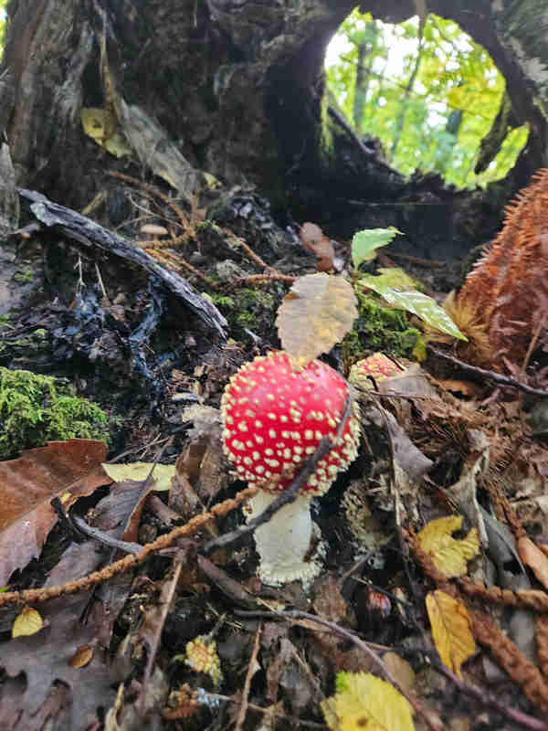 Funghi, in tre giorni 6 casi di intossicazione: le raccomandazioni per un consumo sicuro