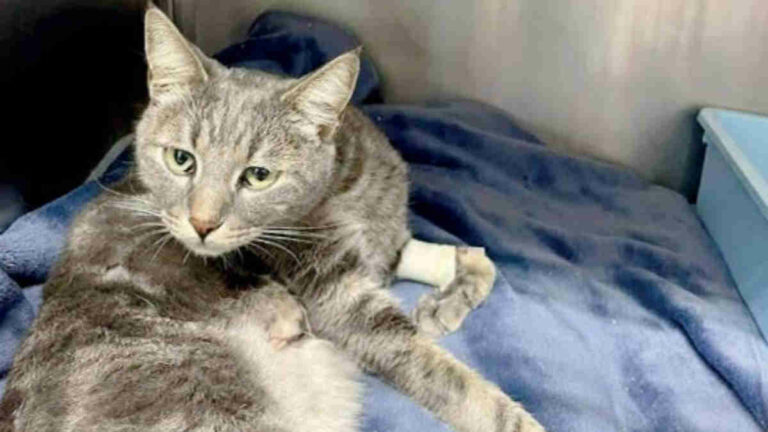 San Giovanni Valdarno: Enpa denuncia aumento di violenze contro i gatti impallinati in tutta Italia
