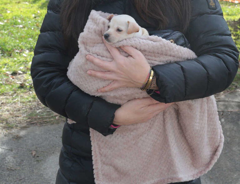 La festa e la benedizione degli animali al Bagnoro attraverso gli scatti di Felice Rogialli