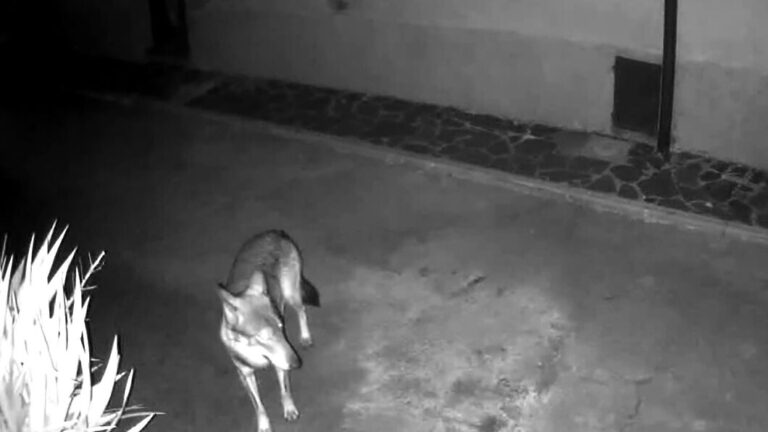 Arezzo: lupi attaccano colonie feline, cresce la preoccupazione tra i residenti