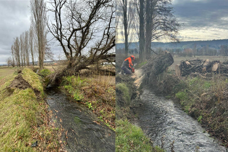 Vento “killer” abbatte alberi: al via la rimozione per salvaguardare i corsi d’acqua
