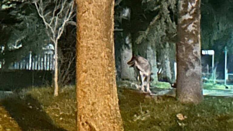 Lupo attacca un cane a Pieve Santo Stefano: cresce la preoccupazione
