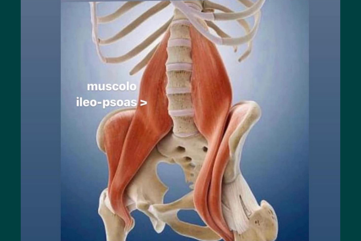 Muscolo ileo psoas
