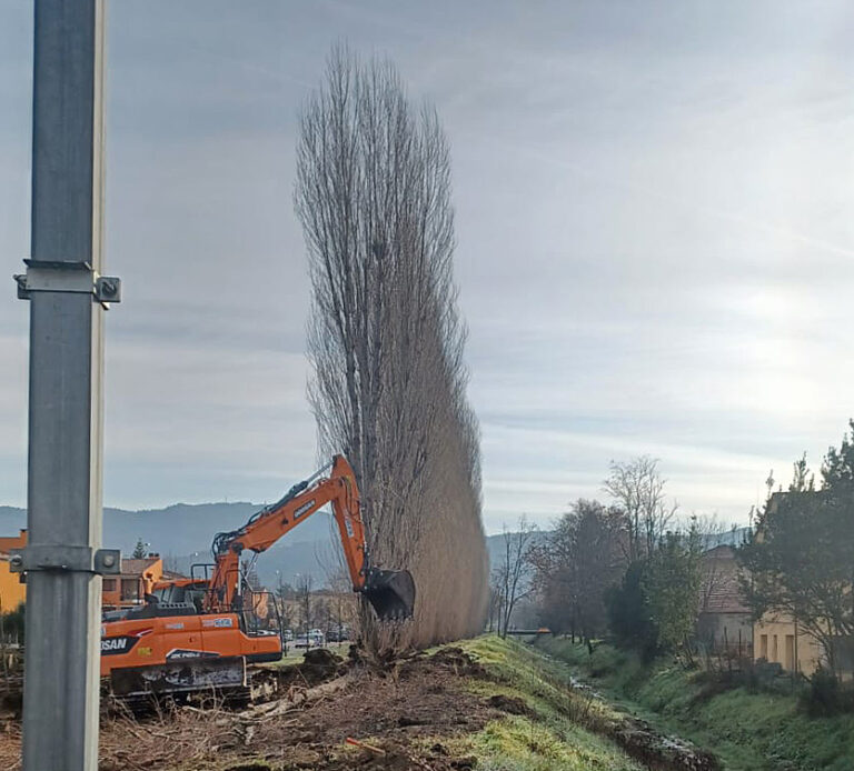Tagliare alberi per una fogna? Che grande idea!