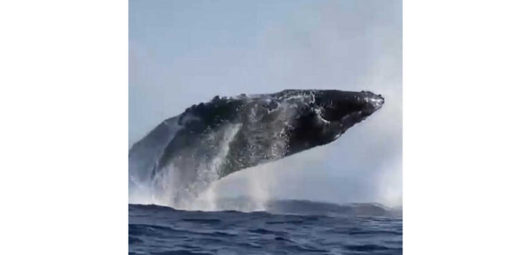 Balena