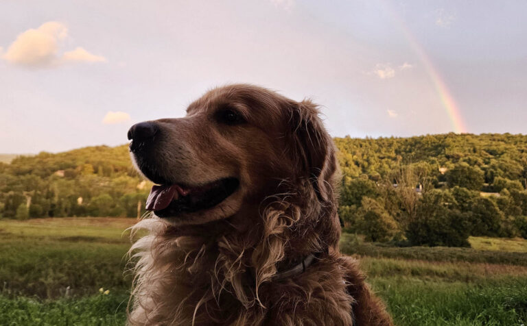 Toscana, più tutele per gli animali: lotta ai maltrattamenti e accesso in ospedale per gli animali d’affezione