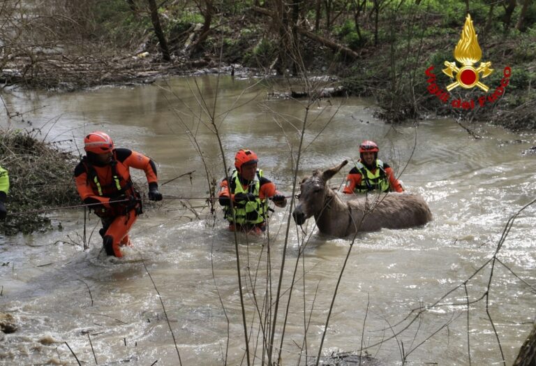 Asini bloccati su isolotti nell’Arno: Vigili del Fuoco in azione per il salvataggio