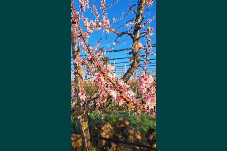 Primavera in anticipo: gelate notturne scongiurate grazie all’irrigazione