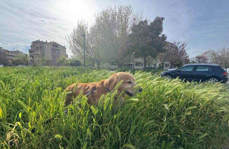 Arezzo, città-giungla: benvenuti nella savana urbana del rinascimento verde