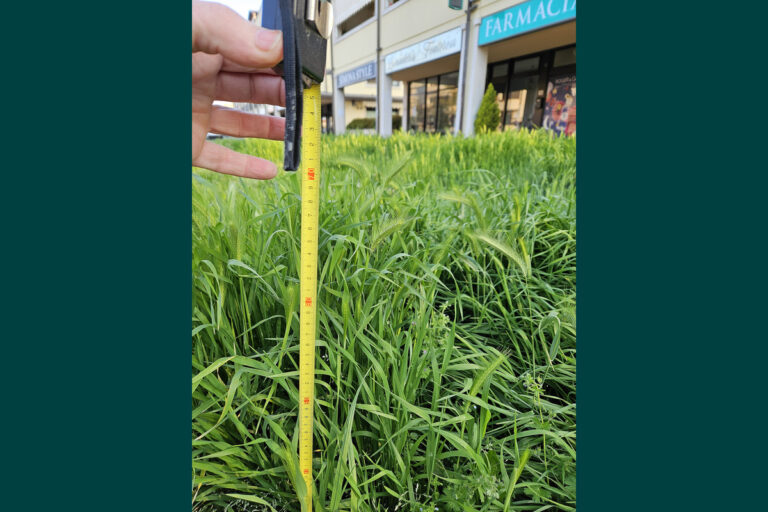 Arezzo, città giardino… incolto: la nuova frontiera della biodiversità a 70 cm d’erba