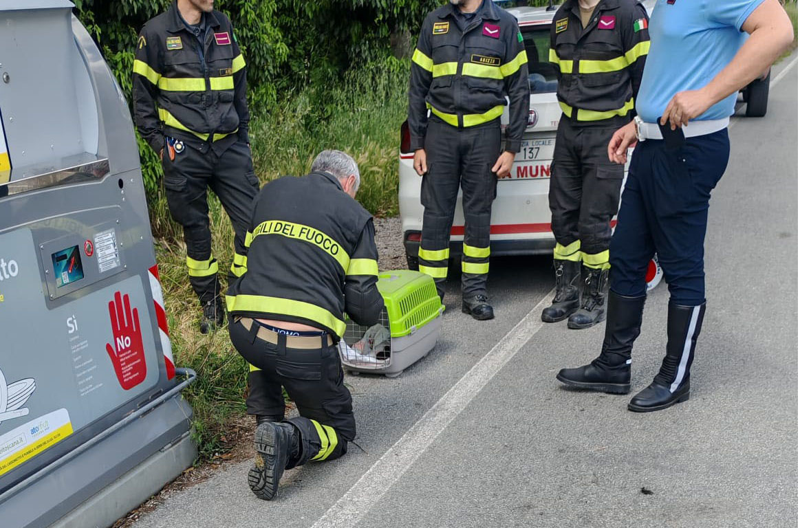 salvamento cuccioli gatto